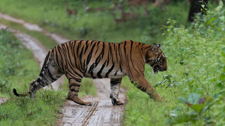 Big Cat Tours – Explore Wildlife of Ranthambore